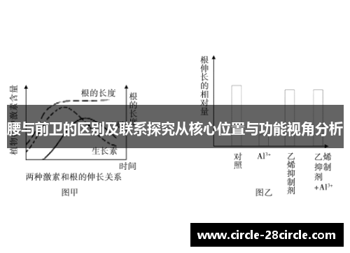 腰与前卫的区别及联系探究从核心位置与功能视角分析